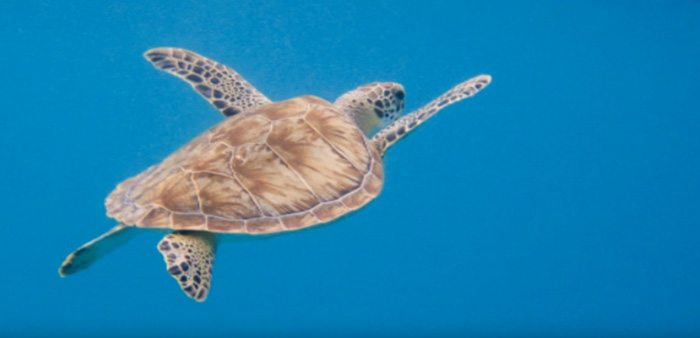 Green sea turtle