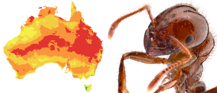 cnt-fire-ant-invasion