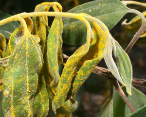 Scrub myrtle (Rhodamnia rubsecens) has been so badly hit by myrtle rust since the disease reached Australia in 2010 that is was nominated for listing as critically endangered. Photo: Tim Low