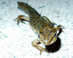 Skin secretions produced by smooth newts could prove deadly to native birds in Melbourne’s suburbs. Photo: John Beniston (CC BY-SA 3.0)