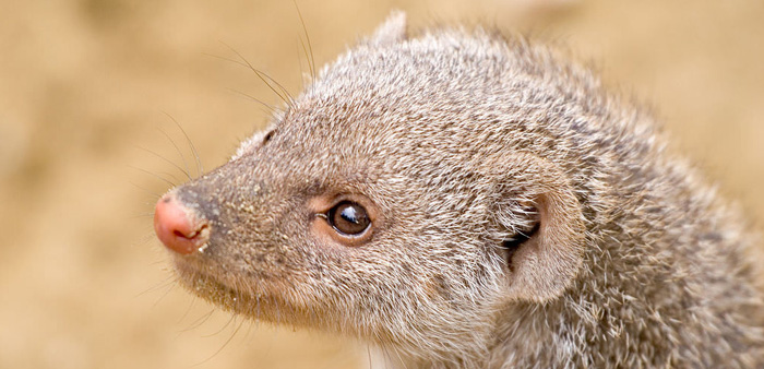 Ferrets have caused major damage to New Zealand birds. It will only be a matter of time this is replicated in Australia on a much bigger scale unless pre-emptive action is taken. Mark Probst | Flickr | CC BY-SA 2.0