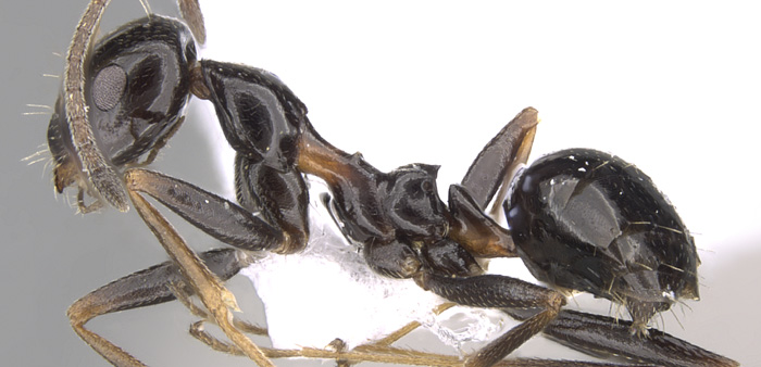 At just 4mm in length, the browsing ant is tiny, but an outbreak could have huge consequences for Australia's farming community and our natural environment. Photo: Shannon Hartman | www.antweb.org