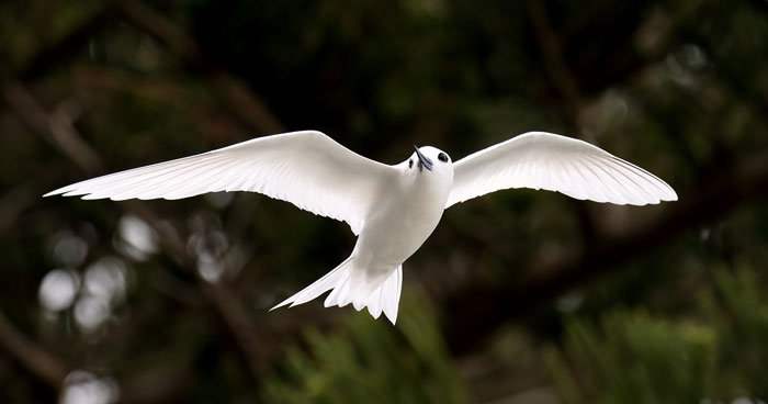 A white tern flying over Lord Howe Island. Photo: Patrick Kavanagh | Flickr | CC BY 2.0