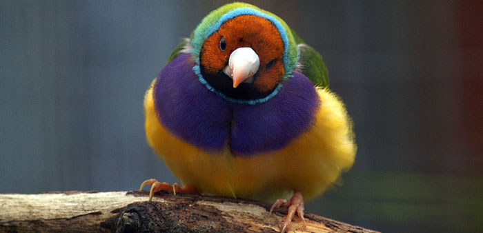 Feral horses and pigs, introduced diseases and fire all threaten the nationally endangered Gouldian finch.