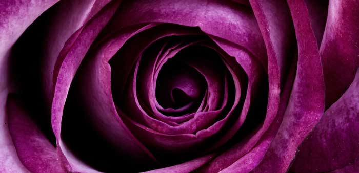 Imported roses and their many petals provide great hiding spots for invasive pests.