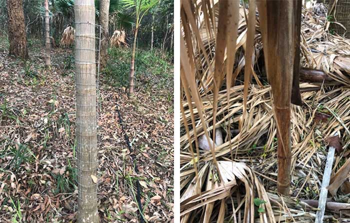 All Bangalow palms the size of the image on the right or under now have to be protected by flower wire or being tied with sticks. The image on the right shows a Bangalow palm rubbed by deer, death seems the result of the roots being snapped.