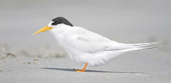 Fairy tern. Photo: JJ Harrison | www.jjharrison.com.au | CC BY-SA 3.0