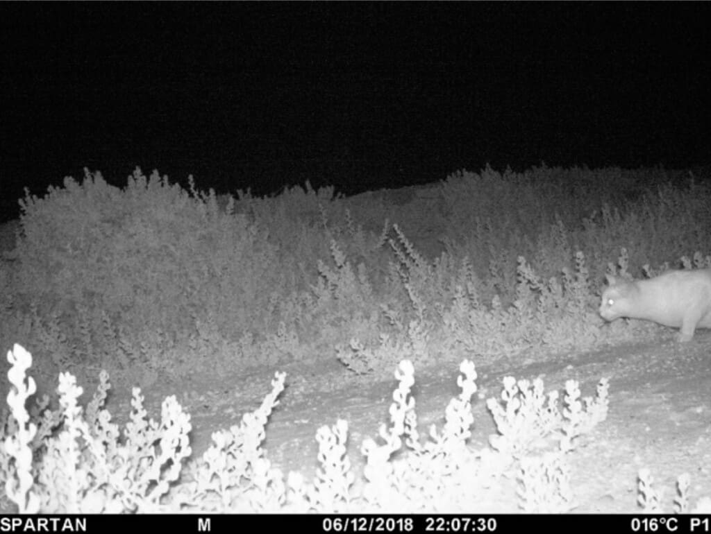 Photographs of a pet and semi-feral cat in and around the Fairy Tern Breakwater Parade sanctuary, taken by wildlife cameras ((a,c,d) City of Mandurah, 2018)