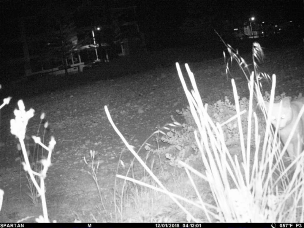 Photographs of a pet and semi-feral cat in and around the Fairy Tern Breakwater Parade sanctuary, taken by wildlife cameras ((a,c,d) City of Mandurah, 2018)