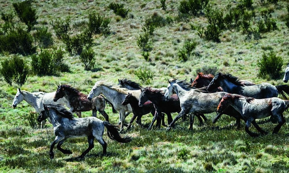 Feral horses