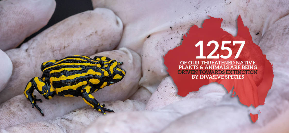 The corroboree frog is just one of more than 1200 Australian species being driven towards extinction by invasive species.