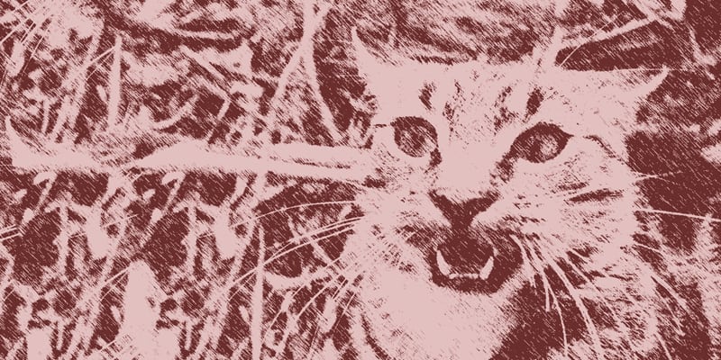 Feral cat illustration