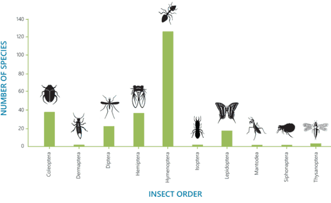 The insect orders with the highest numbers of environmentally harmful invasive insect species worldwide.