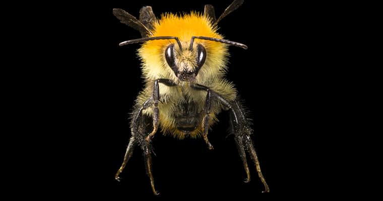 Common carder bee. Photo: Didier Descouens - Own work | CC BY-SA 4.0