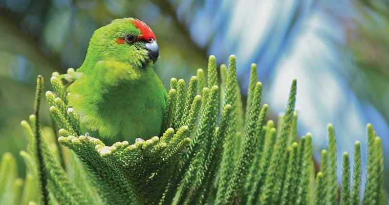 Critically endangered Norfolk Island green parrot. Photo: Luis Ortiz-Catedral