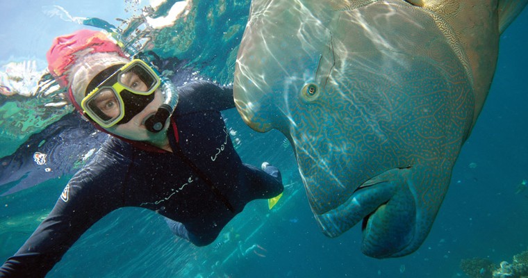 Diver with Humphead Wrasse, Great Barrier Reef. Photo: Flickr | brewbooks