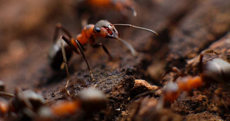 Fire ants. Photo: Mikhail Vasilyev | Unsplash