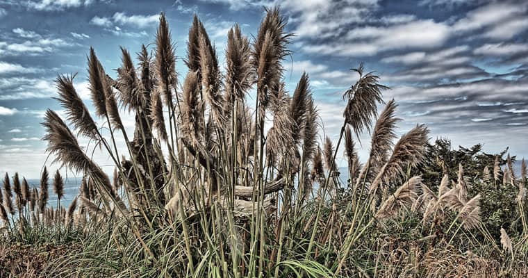 Pampas grass. Photo: Kirt-Edblom | CC BY-NC-ND 2.0