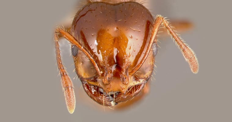 Red imported fire ant (Solenopsis invicta). Photo: www.antweb.org - CC BY-SA 3.0