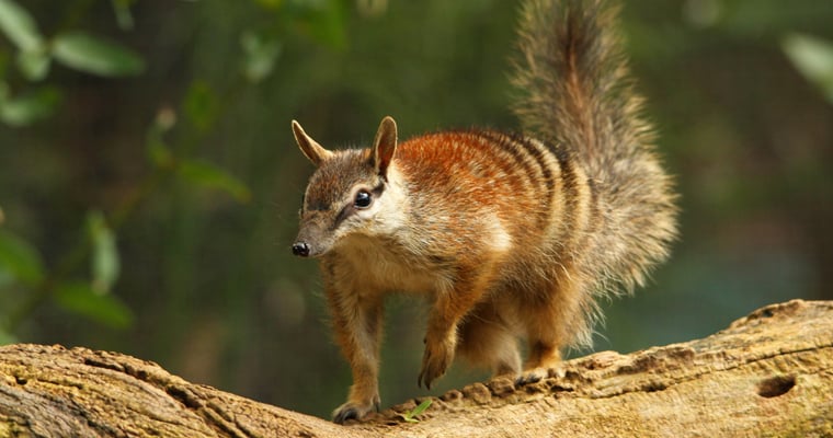 The numbat is listed as endangered and under threat from foxes and cats. Photo: Seashalia Gibb | Pixabay