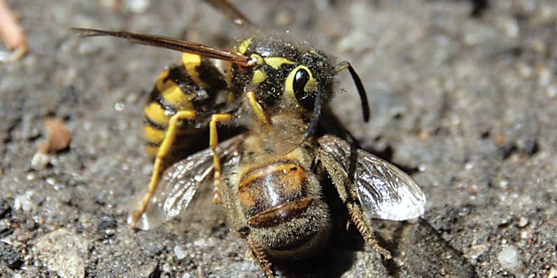 Western yellowjackets, invasive in Hawaii, are aggressive hunters. Photo: TJ Gehling | Flickr CC BY-NC-ND 2.0