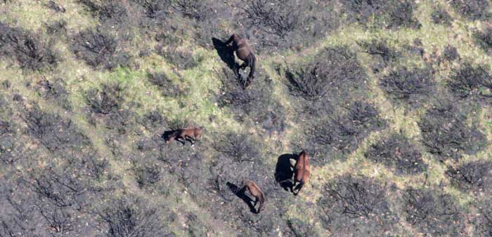 Feral horses damaging native vegetation in the Alpine National Park. Photo: Copyright Parks Victoria
