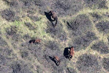 Victorain Alps Feral Horses