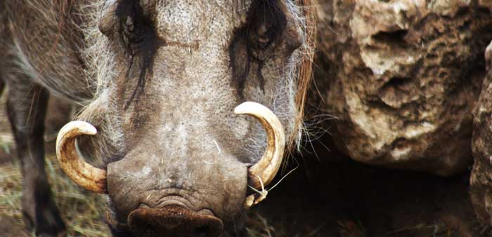 The African swine fever virus that is found in warthogs and bush pigs in sub-Saharan Africa and has a high mortality rate in domesticated, farmed pigs.