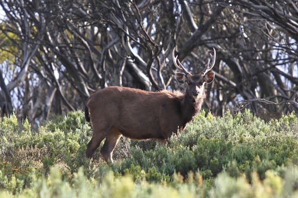 Sambar Deer