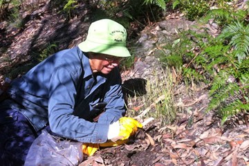 Bush regeneration volunteer Lesley Sammon weeding out a crop of oats that have sprung up in nearby bushland.
