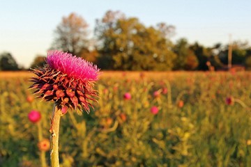 Spear thistle. Photo: Judith Gray