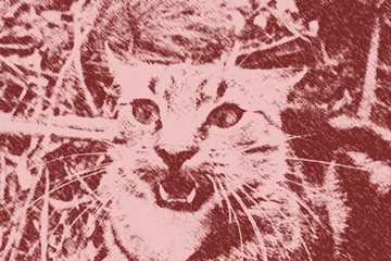 Feral Cat