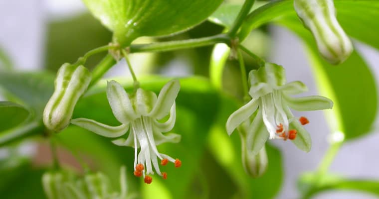 Bridal creeper. Photo: Matthew Baker