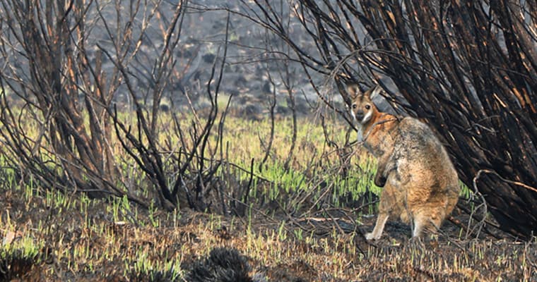 Climate change increases threats to Australian native wildlife