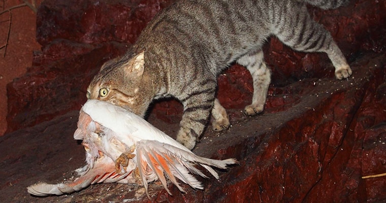 Feral cat with Major Mitchell cockatoo in its mouth. Photo: Mark Marathon | CC BY-SA 4.0