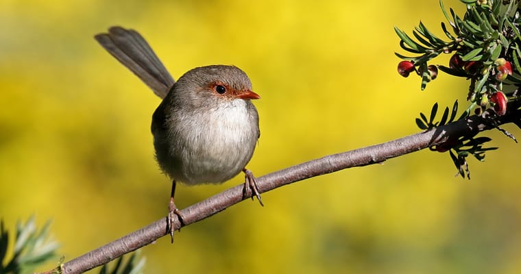 Superb fairy wren. Photo: Patrick Kavanagh