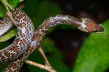 Wolf Snake