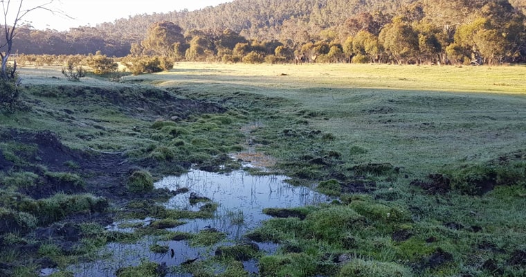 Feral horses trample and damage sensitive alpine wetlands.