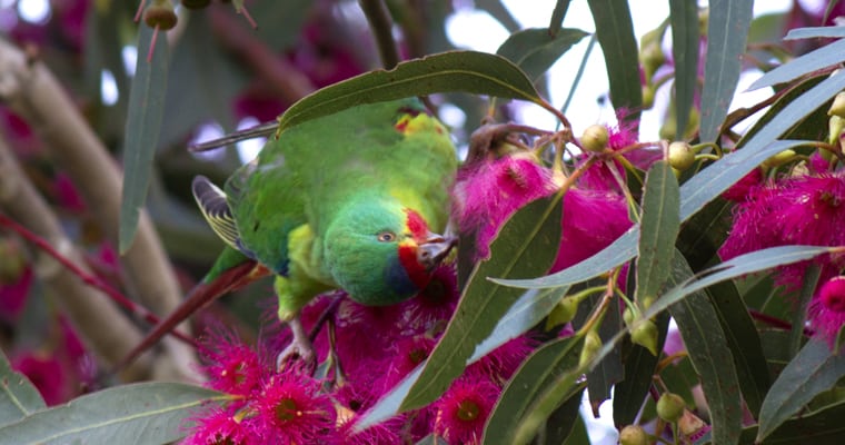 Swift parrots are listed as critically endangered in Australia. Threats include loss of habitat, predation by cats and changes in habitat due to climate change. Photo: Judith Deland | Flickr | CC BY-NC-SA 2.0