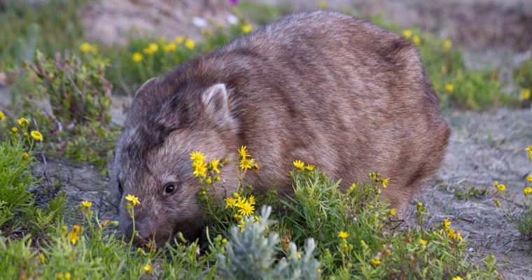 Wombat foraging at Wilsons Promontory National Park. Photo: Judith Deland