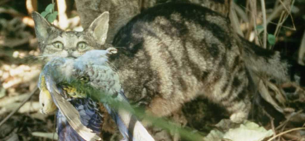 A cat makes off with its prey, a rosella. Photo: Brisbane City Council | CC2.0