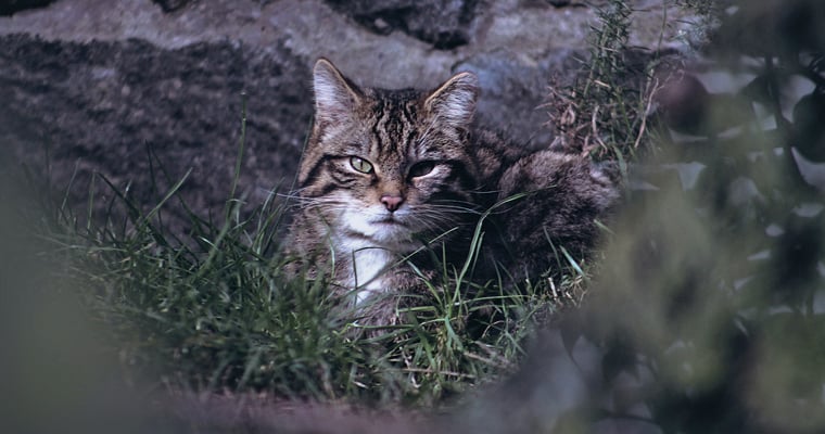 Stray cat hiding in the grass. Photo: Sean Paul Kinnear | Unsplash