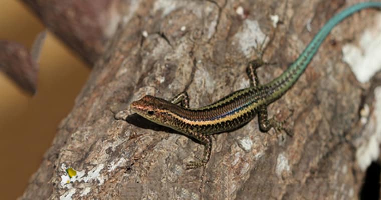 The blue-tailed skink is endemic to Christmas Island. Photo: Parks Australia