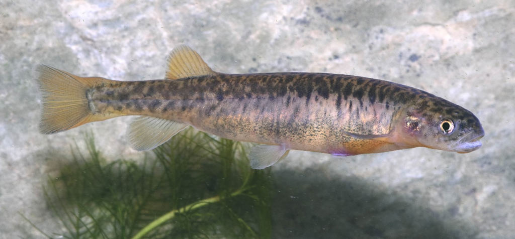 Stocky galaxias (Galaxias tantangara) are one of the most imperilled freshwater fish in Australia. Photo: Tarmo Raadik