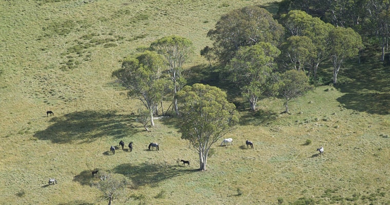 Feral horses grazing in Kosciuszko National Parik.