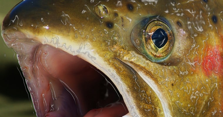 Preview image-Trout-Image by TJ Free-Pixabay