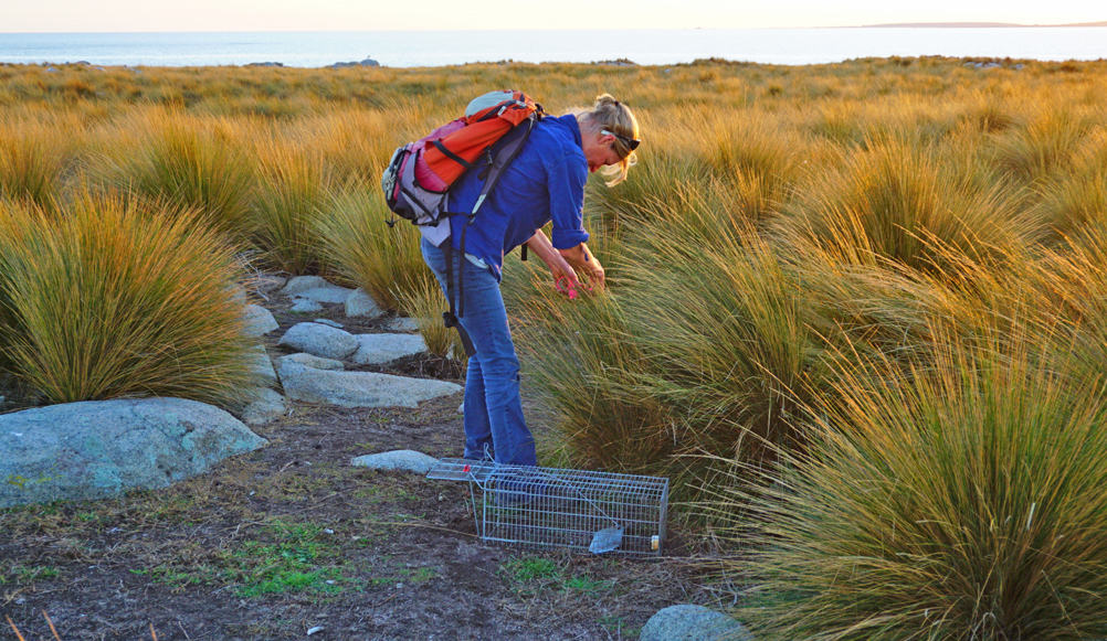 A volunteer on the beautiful Big Green Island. Photo: John French
