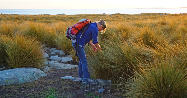 Big Green Island rat eradication project off Flinders Island, northeast Tasmania. Photo: John French