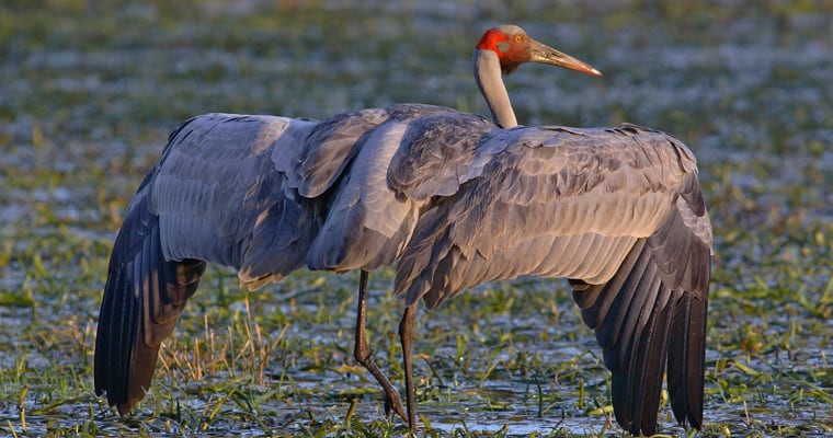 Brolga. Photo: Chris Tzaros