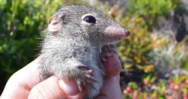 Dibblers are one of the many native mammals that will benefit from the eradication of feral cats from Dirk Hartog Island in Western Australia. Photo: Emma Massembauer, DBCA